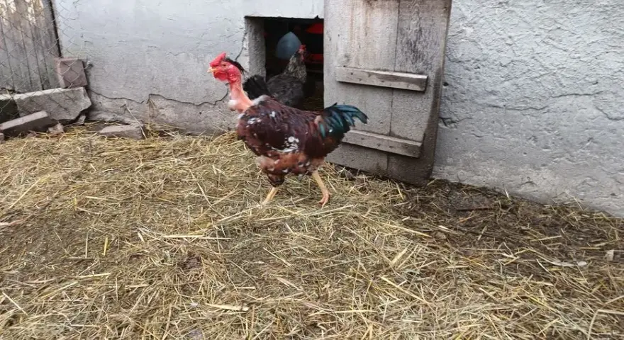 Jak znaleźć najlepsze oferty drobiu na OLX w Lubelskiem